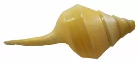 095084050911 U.S. SHELL Australian Trumpet Horn #2