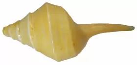 095084050911 U.S. SHELL Australian Trumpet Horn #3