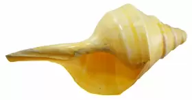 095084050911 U.S. SHELL Australian Trumpet Horn