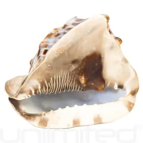 Gu-king-conch UNLIMITED Helmet Horn #2