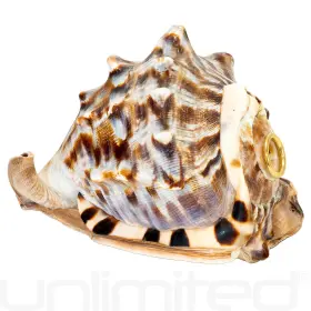 Gu-king-conch UNLIMITED Helmet Horn