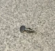 Tuba BBb Marching Mouthpipe Adjusting Screw for Jupiter BBb Tuba JTU700 JTU1000M