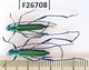 F26708. Insects, Cerambycidae sp. Vietnam Central