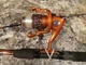 SOUTH BEND NGAGE R2F-120/SP SPINNING ROD & REEL